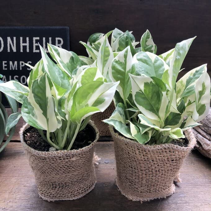 Amazon｜ポトス エンジョイ 3号 観葉植物 デスクに 斑入り｜観葉植物